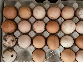 Kyllingeæg - æg fra fritgående høns 12 stk 25 DKK