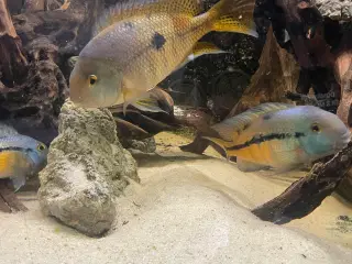 Akvarie fisk