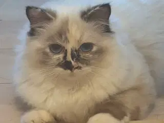 Ragdoll Hunkat sælges