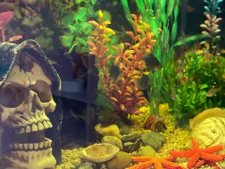 Akvarie med det hele