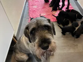 Schnauzer mellem - hvalpe