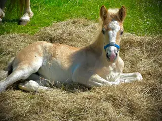Haflinger hoppe føl 