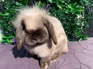 Lionlop hun🩷windy fra Ryomgård i Jylland 