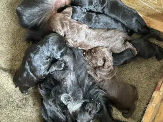Ft. Cocker spaniel hvalpe