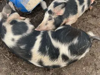 Sort broget dansk landrace 