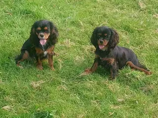 Cavalier King Charles Spaniel hvalpe/unghunde