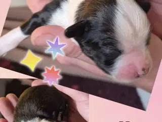   Chinese Crested Powder Puff hvalpe – klar til re