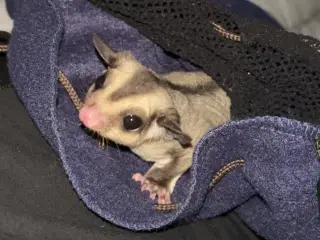 2 skønne Sugar Gliders søger deres nye hjem