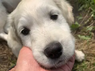 Golden Retriever Hvalpe