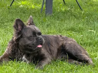 Fransk bulldog fluffy med stamtavle