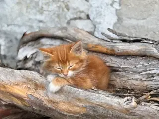1/2 Maine coon