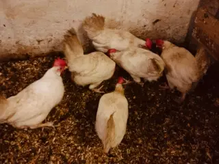 Hvide italienere 6 stk