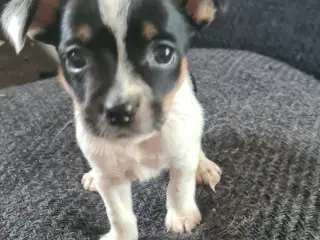 Jack russel 