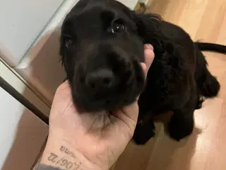 Super flot sort tæve 