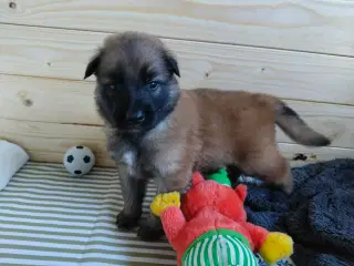 Belgisk hyrdehund / Schweizisk hyrdehund Hvalpe