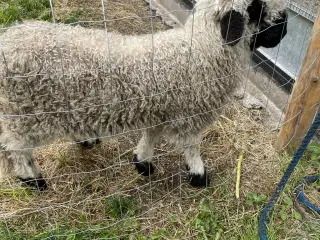 1 Stk Vallais Blacknose Vædder lam. (FLASKE LAM)