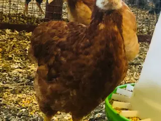 Høne kyllinger 