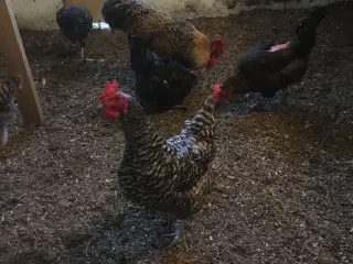 5 Høns og Hane