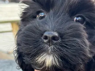 Rejseklar Amerikansk cockapoo