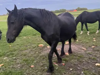  friser hoppe med hoppe føl