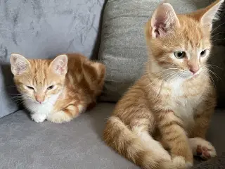 Kattekilling 