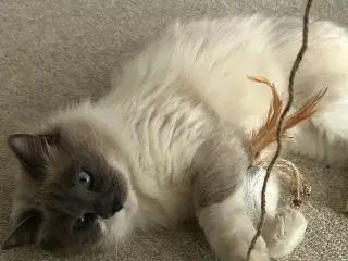 SØGER Ragdoll han killing 