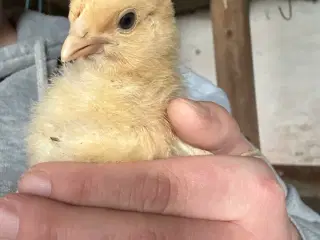 Daggamle kyllinger (orpington)