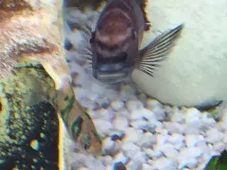 Tropheus 4 stk