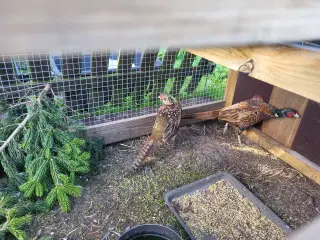 Fasan grøn fra juli 