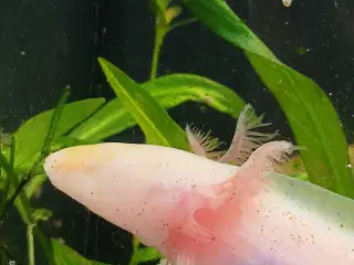 Golden Mosaik axolotl 