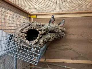 0.1 natur bourks købes