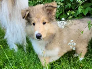 Lille Wilma (pige) søger sit forever hjem 