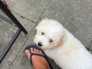 Coton de tulear 10 uger 