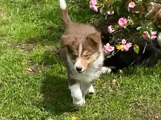 Border Collie Hvalpe