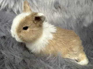 Ægte minilop kanin unge 