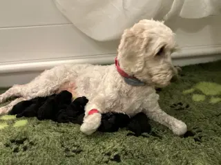 Goldendoodle F1bb-mini hvalpe - født 4. juli 2025