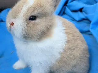 Ægte hermelin kaninunge sælges 