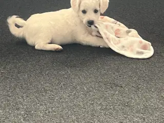 Malteser/bichon hvalpe 