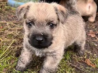 Cairn terrier hvalpe sælges 