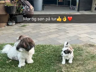 Super sød og flot biscon havanais shih tzu balndin