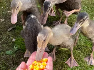 Løbeænder 