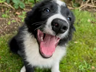 Border Collie hvalpe