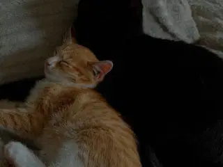 Ponyo 7 måneder