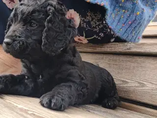 Hvalp Cocker Cavapoo