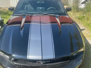 Mustang