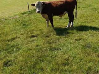 Hereford tyr