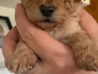 Puddel hvalpe 