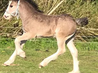 Irish cob hingst