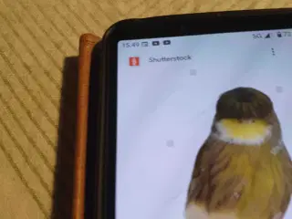 Gloster kanariefugle