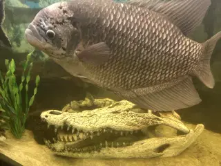 Kæmpe Gurami (fisk)